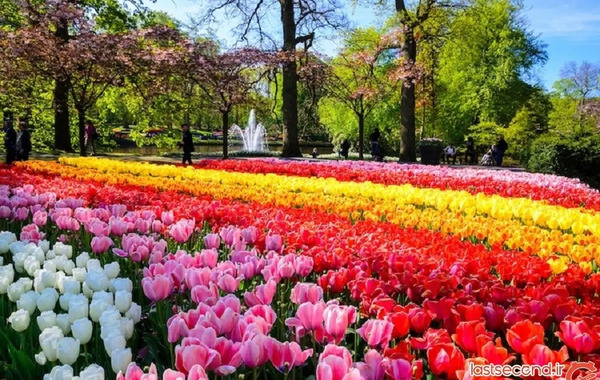 عکس گل شیپوری هلندی