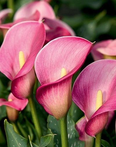 عکس گل شیپوری هلندی