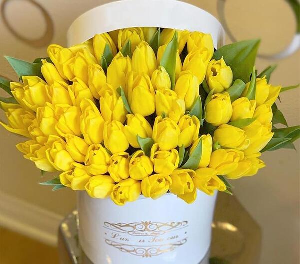 عکس گل شیپوری هلندی