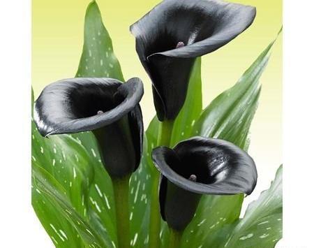 عکس گل شیپوری هلندی