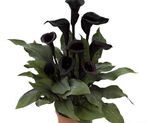 عکس گل شیپوری هلندی