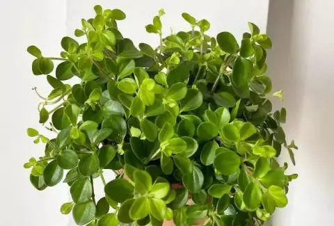 عکس گل قاشقی طبیعی