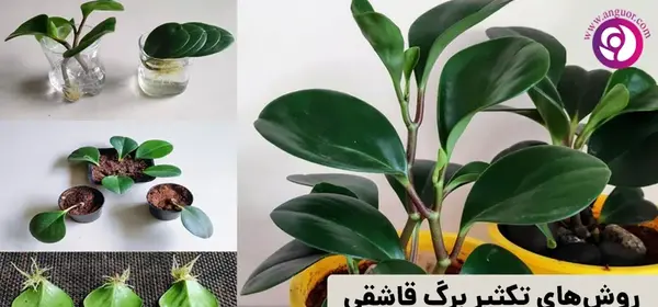 عکس گل قاشقی طبیعی