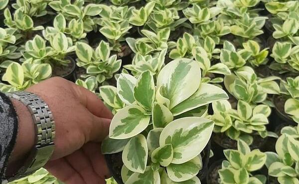 عکس گل قاشقی طبیعی