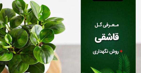 عکس گل قاشقی طبیعی