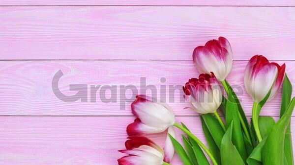 عکس گل صورتی برای پس زمینه