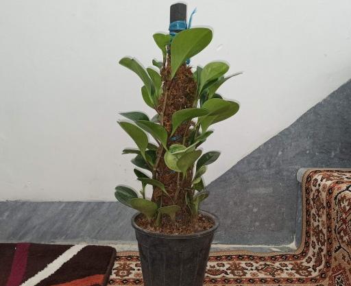 عکس گل قاشقی بزرگ