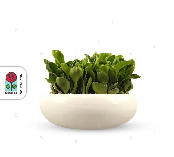 عکس گل قاشقی بزرگ