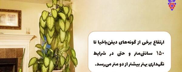 عکس گل دیفن باخیا بزرگ