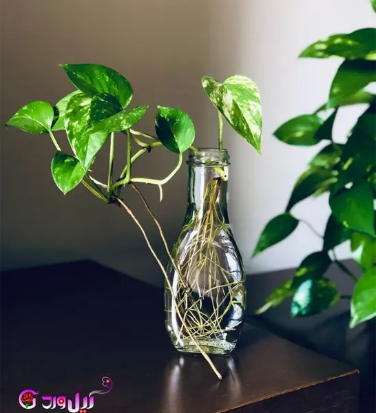 عکس گل پتوس ابلق