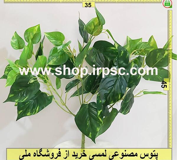 عکس گل پتوس ابلق