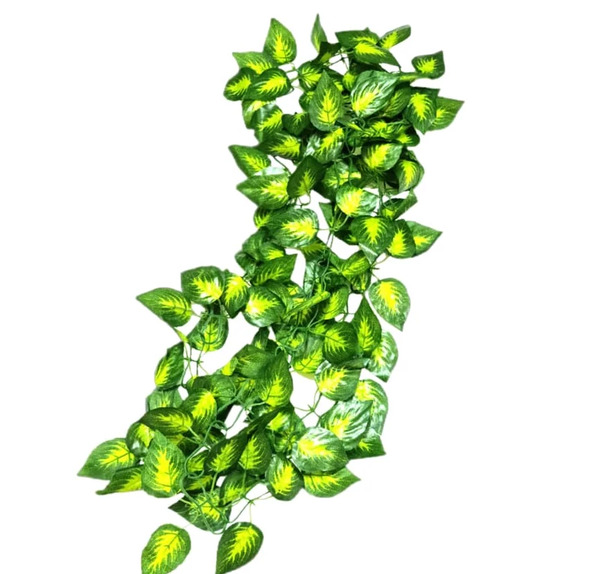 عکس گل پتوس ابلق