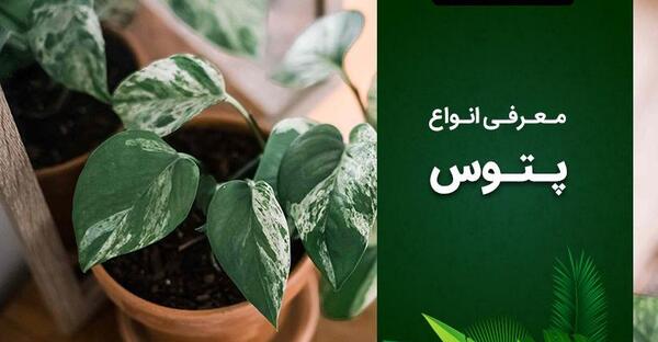 عکس گل پتوس ابلق