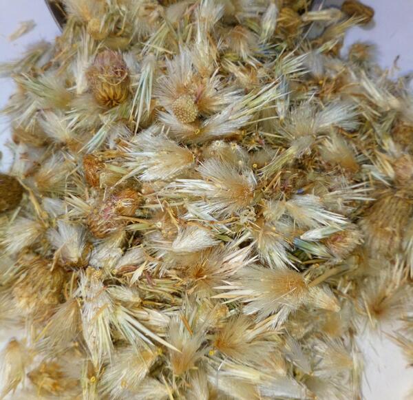 عکس گل قاصدک سفید