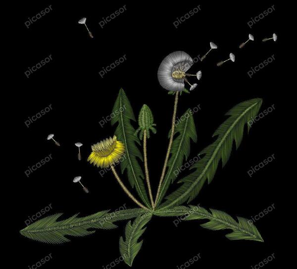 عکس گل قاصدک سفید