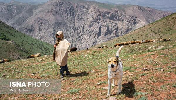 عکس حیوان سیاه پوش