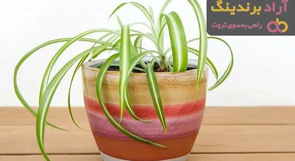 عکس گل برگ ذرتی