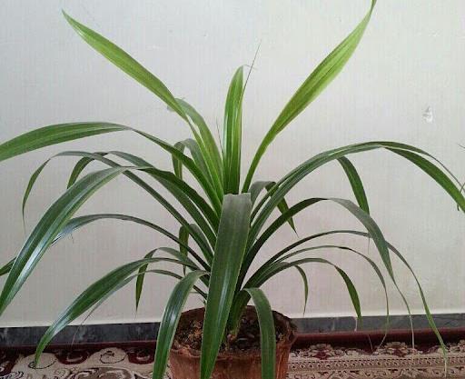 عکس گل برگ ذرتی