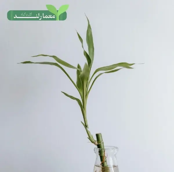 عکس گل برگ ذرتی