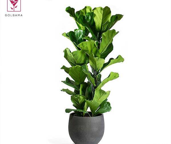 عکس گل برگ ذرتی