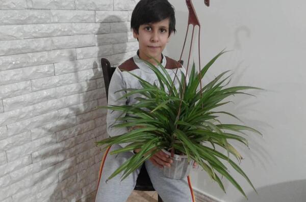 عکس گل برگ ذرتی