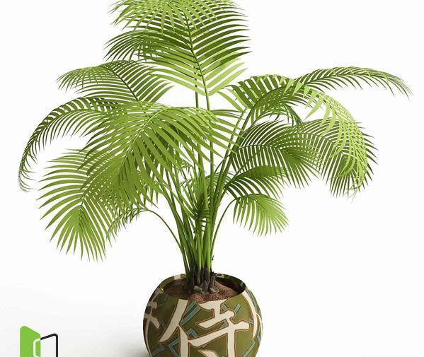 عکس گل برگ ذرتی