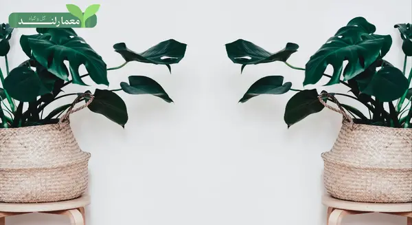 عکس گل برگ ذرتی