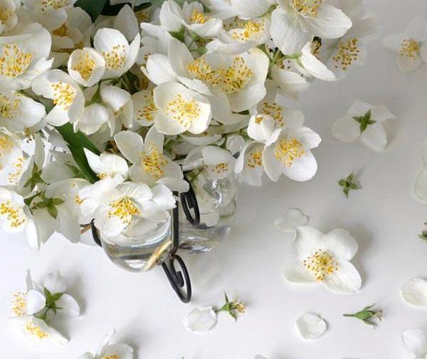 عکس گل یاس کبود برای پروفایل