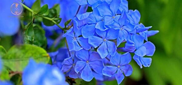 عکس گل یاس کبود برای پروفایل