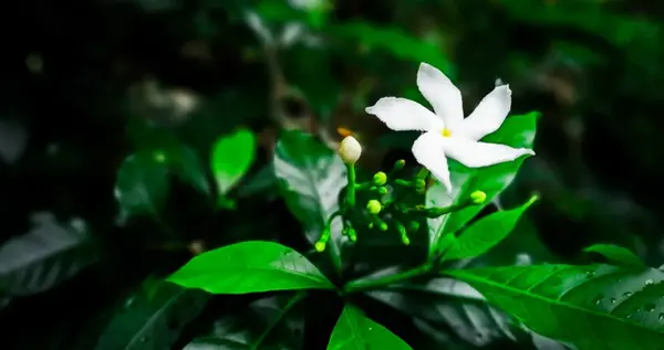 عکس گل یاس کبود برای پروفایل
