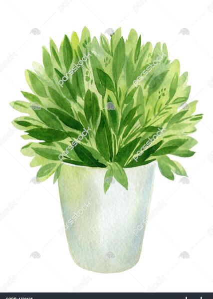 عکس گل و گیاه خانگی