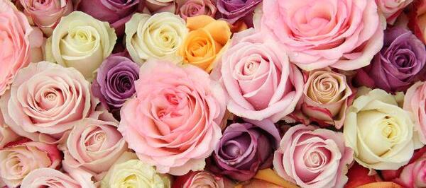 عکس های گل رز بنفش