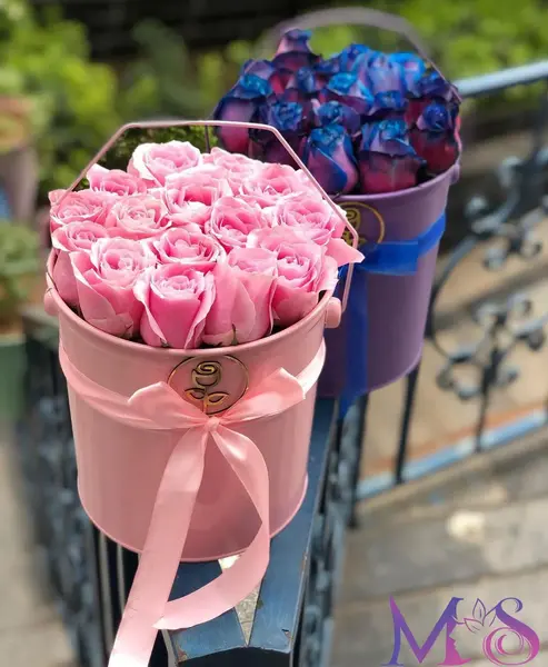 عکس های گل رز بنفش