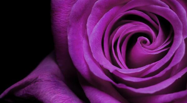 عکس های گل رز بنفش