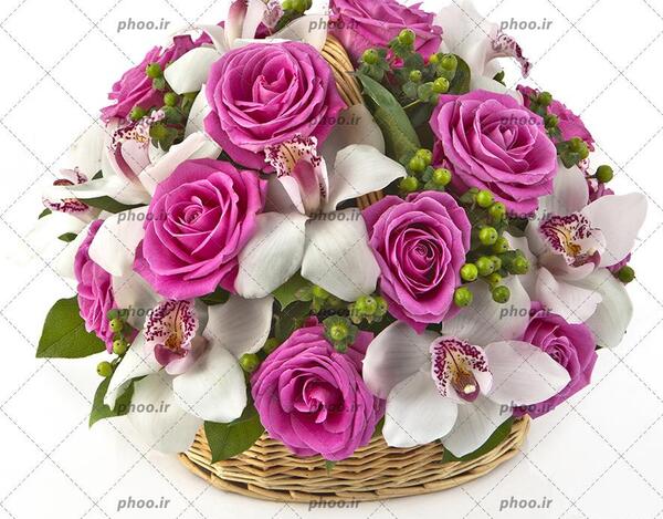 عکس های گل رز بنفش
