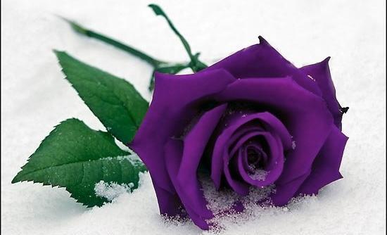 عکس های گل رز بنفش