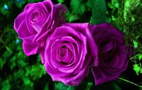 عکس های گل رز بنفش