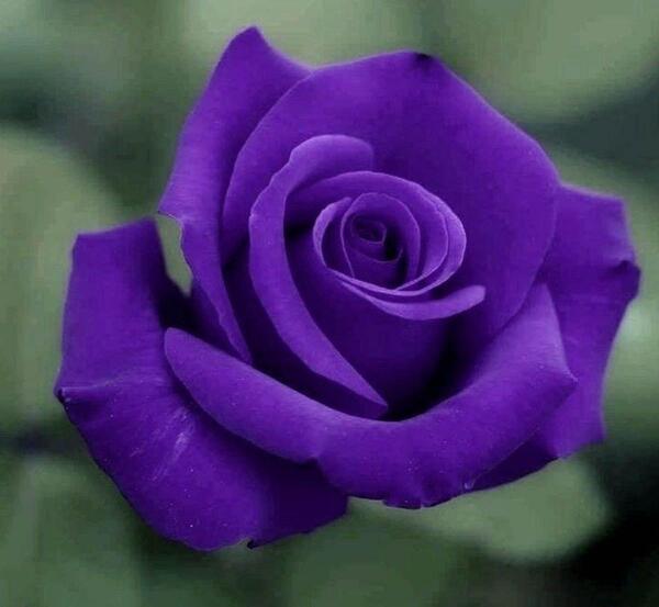 عکس های گل رز بنفش