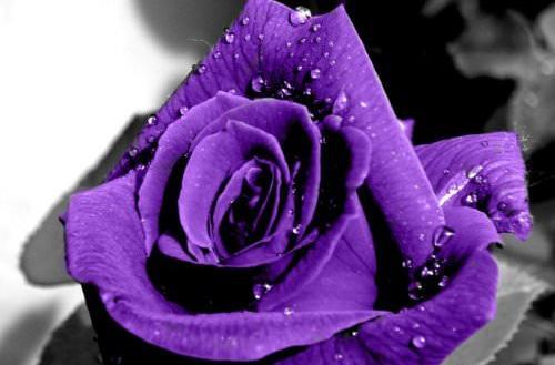 عکس های گل رز بنفش
