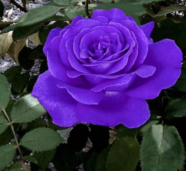 عکس های گل رز بنفش