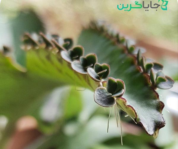 عکس گل اشک تمساح