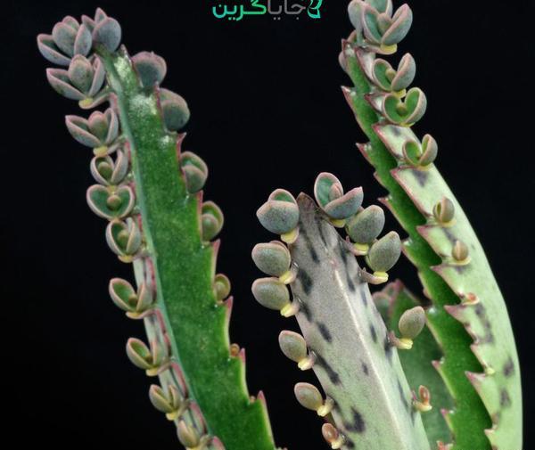 عکس گل اشک تمساح