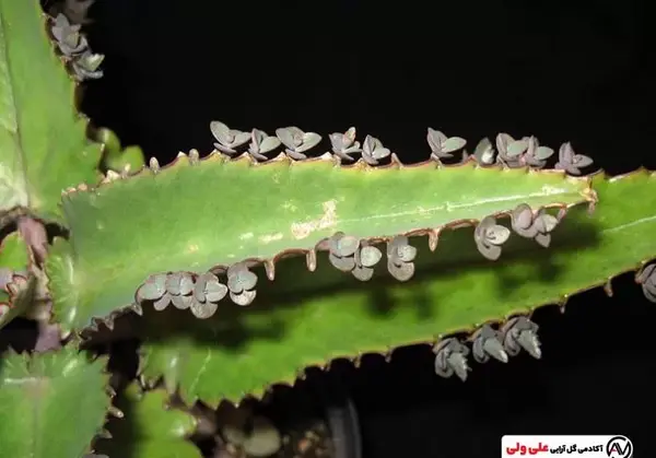 عکس گل اشک تمساح