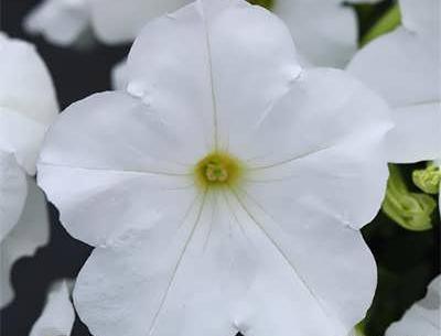 عکس گل اطلسی سفید