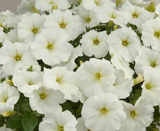 عکس گل اطلسی سفید