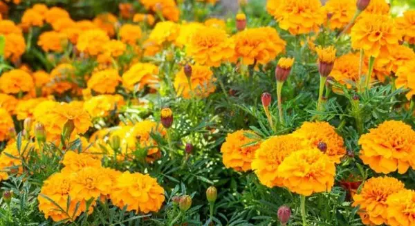 عکس های گل جعفری