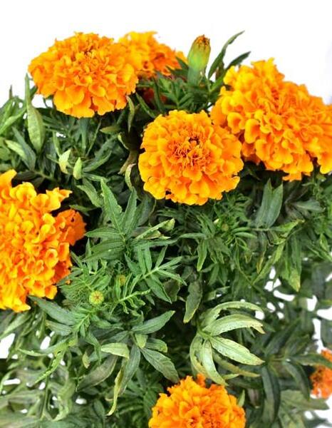 عکس های گل جعفری