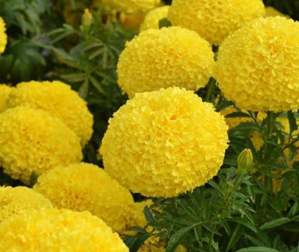 عکس های گل جعفری