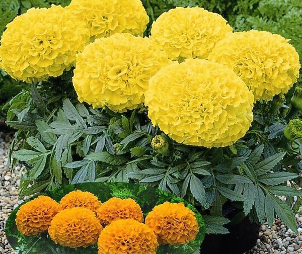 عکس های گل جعفری