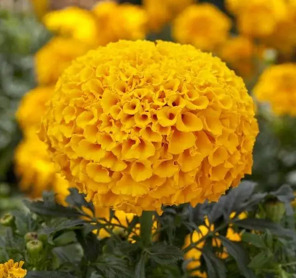 عکس های گل جعفری